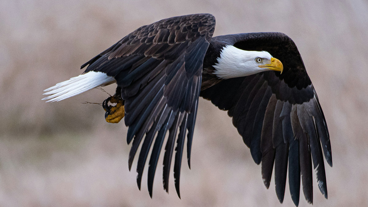 Hancock Bird: Exploring the Imaginary and its Conservation Importance