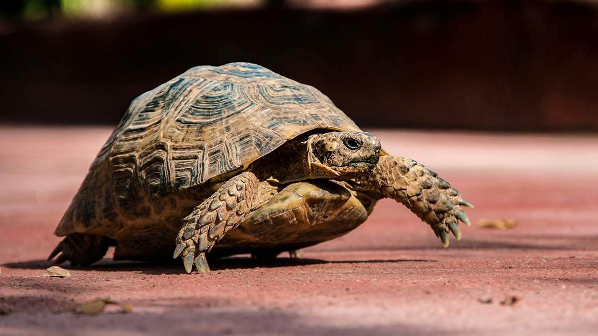 The Leopard Tortoise: A Fascinating Reptile with Distinctive Markings